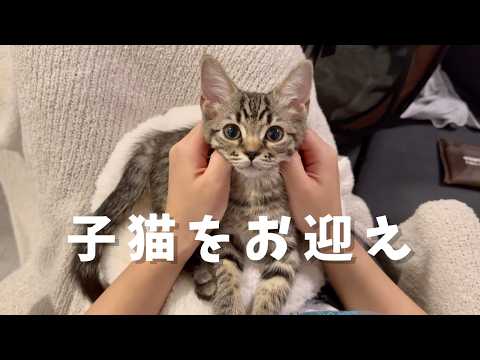スコティッシュフォールドの子猫をお迎えした！