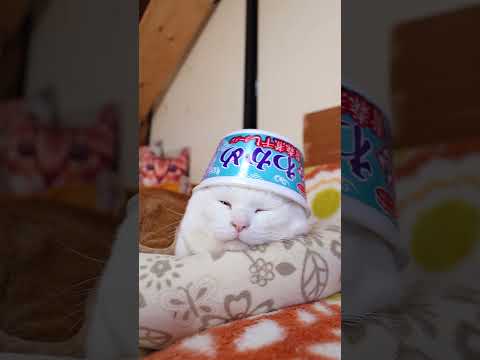 わかめ　青森煮干しラーメン　260201　のせ猫　 cat cute ねこ　 猫のいる暮らし　 cutecat　 ネコ… サムネイル