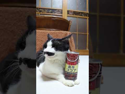 濃厚ココア　260319　のせ猫　 cat　 cute　 kitten　 cutecat　 kitty　 animal… サムネイル