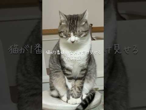 猫が1番嫌いな人にだけ見せる行動3選😾 猫 ねこ 猫のいる暮らし 保護猫 ねこ動画 ねこのいる生活 猫動画 豆知識 V… サムネイル