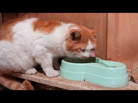 野良猫お食事　260404 サムネイル
