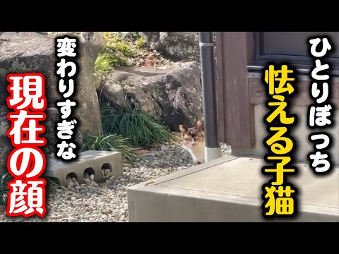 鋭い眼差しで怯えていた子猫が違う猫になりました サムネイル