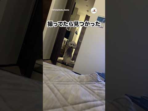 隠れて撮影してたら見つかった...｜PECO サムネイル