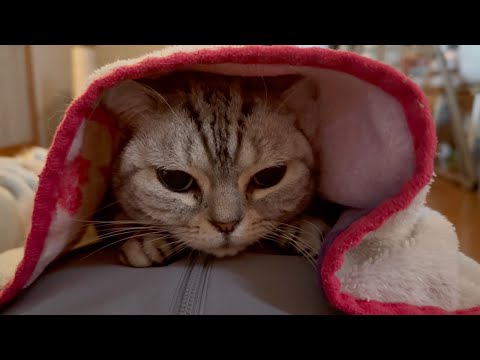 お腹の上で毛布にくるまるアメリカンショートヘアのあいちゃんがかわいすぎました サムネイル