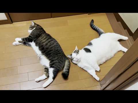 暑くなると涼しいところで落ちる猫