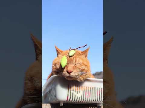 ヤマカマス　のせ猫　　260317　 cat　 cute　 kitty　 ねこ　 猫のいる暮らし　 kitten　 ネ… サムネイル