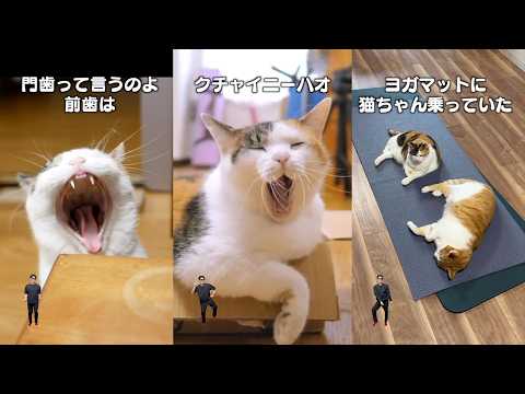 猫飼ってる人にしかワカラナイ９連発 サムネイル