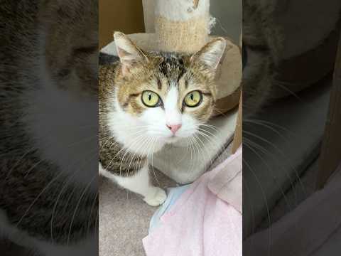 今日こそはシャーされないチャレンジ サムネイル