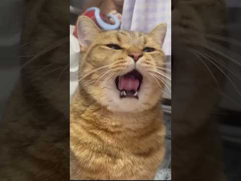 【なぜ？】花粉症なのかクシャミが止まらない猫 ネコ cat ねこ サムネイル