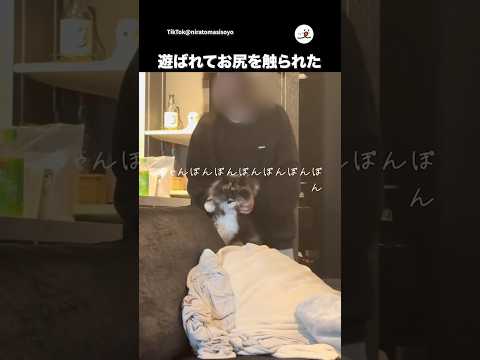 遊ばれた猫さん|PECO