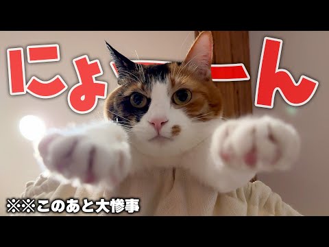 可愛い格好で寝ようとした猫が、思い切りむせてしまいました サムネイル