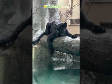 【東山動植物園公式】2025年ありがとうございました！2026年もよろしくお願いします《 マヌルネコ　ライオン トラ… サムネイル