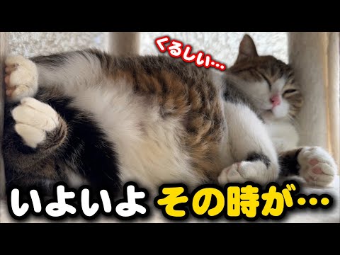 妊婦猫の様子に変化が現れました サムネイル