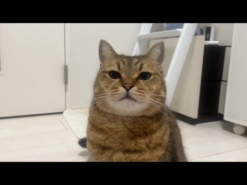 太々しいポテポテ猫がこの後、大ジャンプを見せました（笑） サムネイル