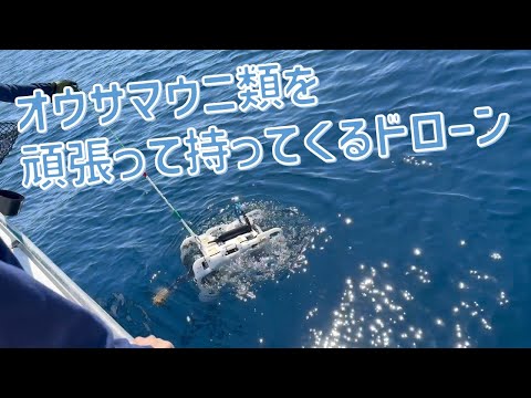 オウサマウニ類を頑張って持ってくるドローン サムネイル