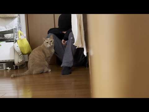 息子とイチャコラしてたら隠し撮りに気づきガン見する猫 サムネイル
