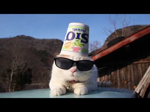 かご猫LIVE配信　2026年6月19日 サムネイル