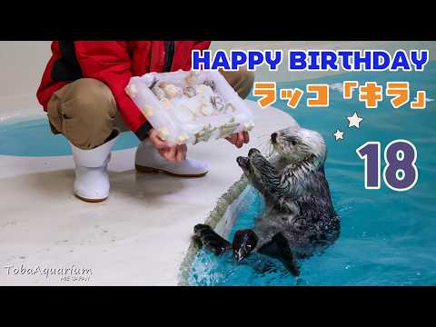 《鳥羽水族館》ラッコ「キラ」18歳の誕生日にアイスケーキをプレゼント！ サムネイル