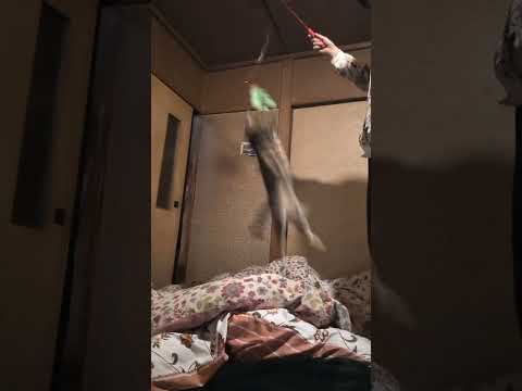 ベンガルshorts funny catbengaru サムネイル