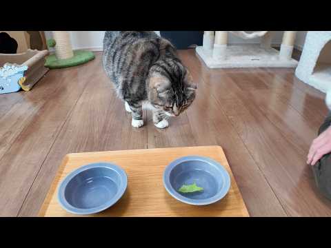 水の器にレタスを浮かべると猫が水を飲んでくれる説を検証した結果🤣🤣🤣 サムネイル