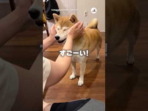 換毛期の「うん」｜PECO サムネイル