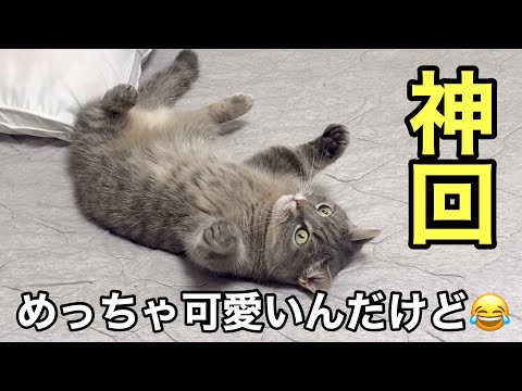 【神回】へそ天で遊ぶ猫が見せた、予想外すぎる行動が可愛すぎた