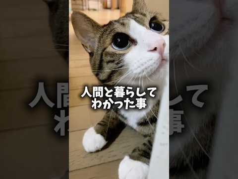 飼い主が喜ぶ事 cats memories 球太 サムネイル