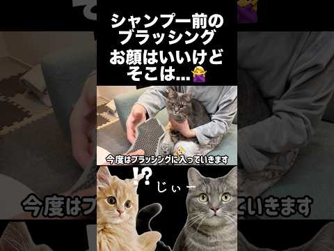 猫の脇腹にブラシを当てたら...shorts 猫 猫好きさんと繋がりたい サムネイル