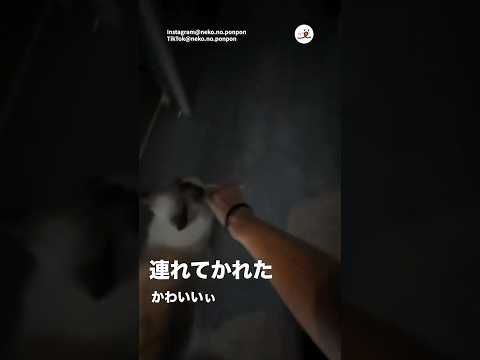 人をさらっていく猫｜PECO サムネイル