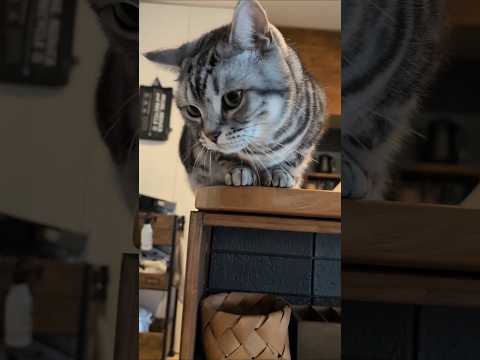 アメショーのラッテ アメショ アメリカンショートヘア 猫と暮らす家猫との暮らし猫 サムネイル