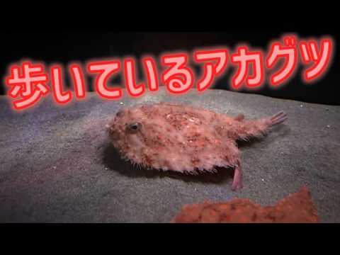歩いているアカグツ サムネイル