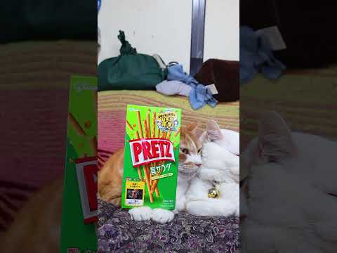 プリッツ＜旨サラダ＞　260602　 cat のせ猫 cute　 プリッツ cutecat 旨サラダリ　 kitty… サムネイル