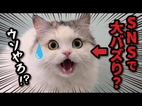 SNSで大バズりしてると因縁をつけられる猫 サムネイル