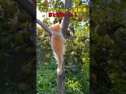 うっとりぷるるん😘 サムネイル