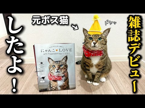 【祝】ボロボロだった元ボス猫がまさかのananデビューを果たしました！ サムネイル