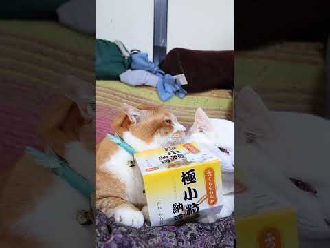 極小粒納豆　260530　 cat のせ猫 cute　 極小粒納豆 ねこ ネコ　 猫 納豆 猫のいる暮らし サムネイル