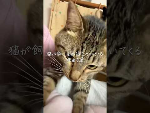 猫が飼い主の後をついてくる理由3選 猫 ねこ 保護猫 猫好きさんと繋がりたい 猫動画 猫のいる生活 ねこ動画 ねこのい… サムネイル