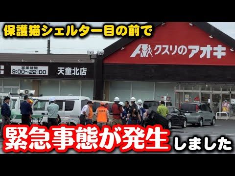 保護猫シェルター前に熊が現れました
