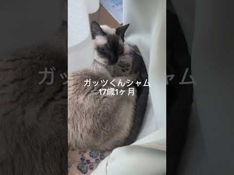 ベンガル猫シャム猫shorts funny cat猫ミャク子ガッツくん