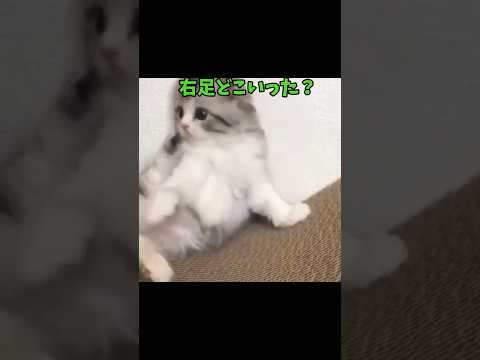 猫…それは救世主🔥 サムネイル