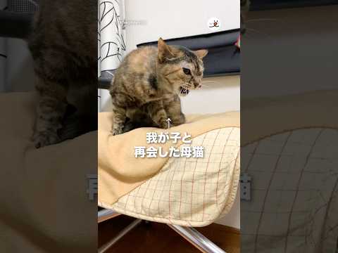 我が子との再会した母猫が…｜PECO サムネイル