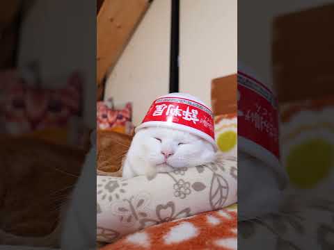 評判屋 きざみ揚げうどん　260202　のせ猫　 cat cute ねこ　 猫のいる暮らし cutecat ネコ　 k… サムネイル