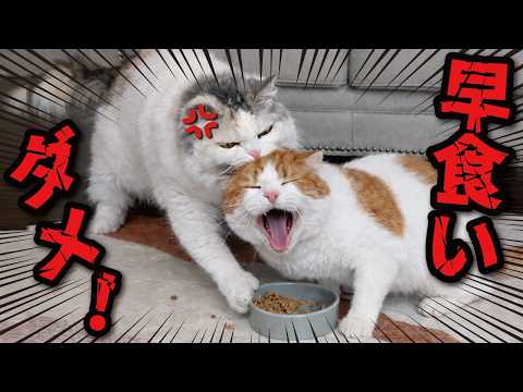 猫の早食いアカン！！！絶対！！！ サムネイル