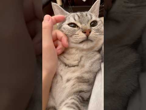 一日中寝てた猫と、働くママwww cat 猫 サムネイル