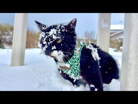 大雪が嬉しすぎた猫がまさかの状態に。。 サムネイル