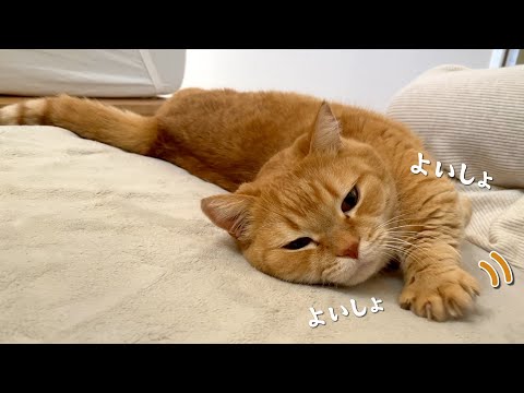 エンジンをかけないと起き上がれない寝坊助な猫が可愛すぎる！ サムネイル