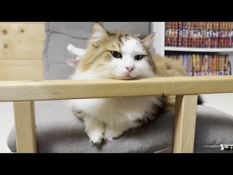 お母さんから「しばらく寝室への入室禁止」を言い渡された猫 サムネイル