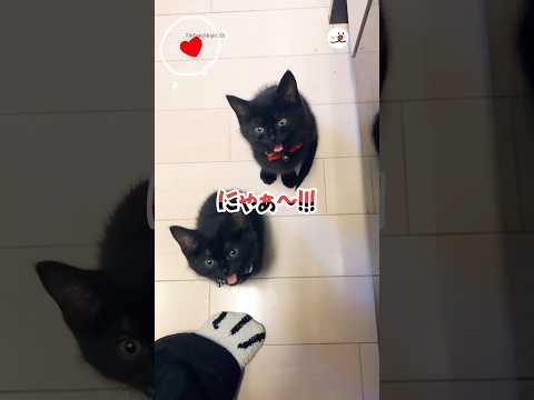 ご飯の追加催促してきた！｜PECO サムネイル