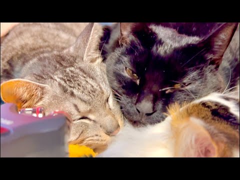 Deep Relax ASMR｜Cat Purring & Wooden Balls【live】 サムネイル