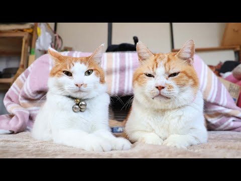 ちろとうずまき　260118 サムネイル